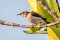 Brown-backed Honeyeater Ramsayornis modestus